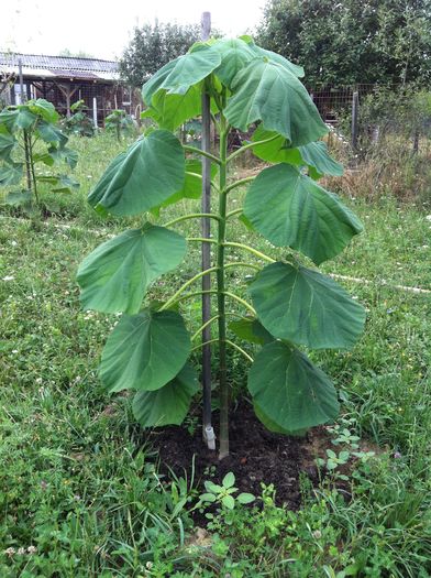 IMG_3712 - Paulownia 2015-2016