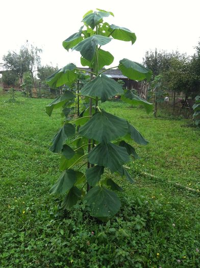 IMG_3799 - Paulownia 2015-2016