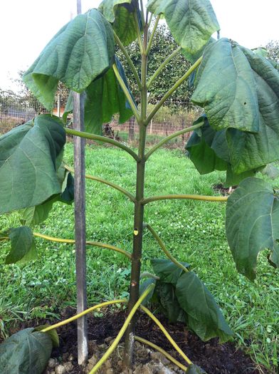 IMG_3851 - Paulownia 2015-2016