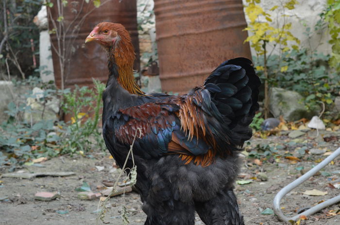 DSC_0016 - Pui Brahma 2015