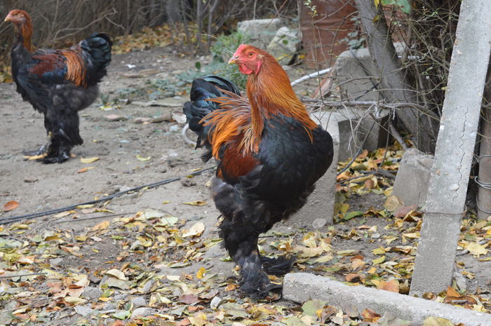 DSC_0006 - Pui Brahma 2015