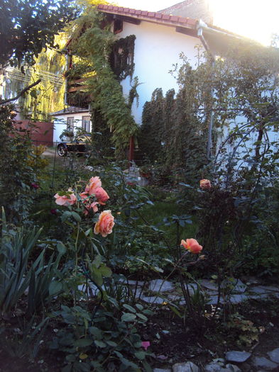 DSC08287 - 2015 Gradina