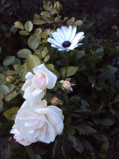 DSC08204 - Aspirin Rose