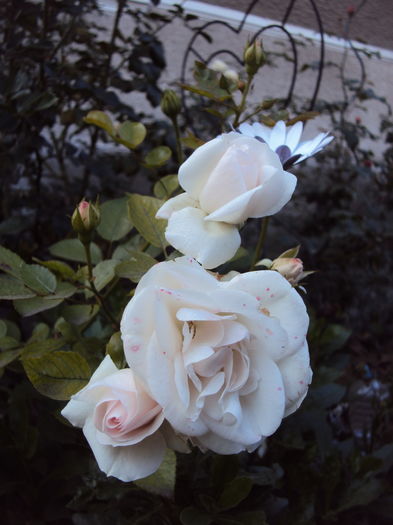 DSC08205 - Aspirin Rose