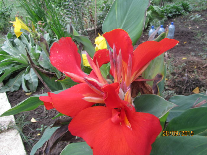 Canna indica (4)