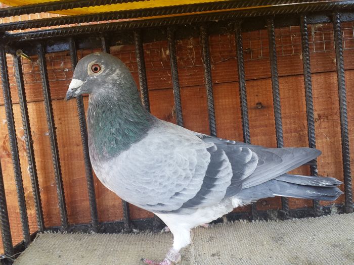 M -It.2013 - E-Amintiri