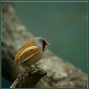 57116_1357ca8cf4d230ef2a28a192c49d0a15_mdsq - BIRDS