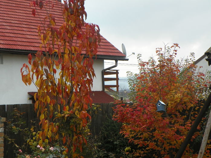 prunus Amanogawa si viburnum opulus roseum - Toamna 2015