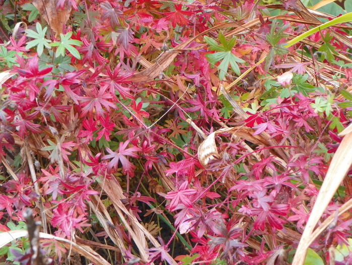 geranium striatum - Toamna 2015