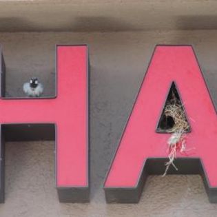 57610_93da00351c589034a17c6c6af4570255_mdsq - BIRDS