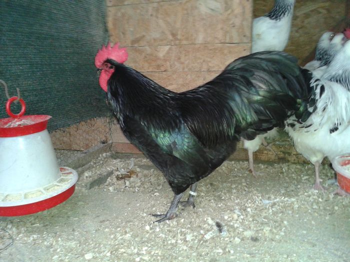 Australorp Negru