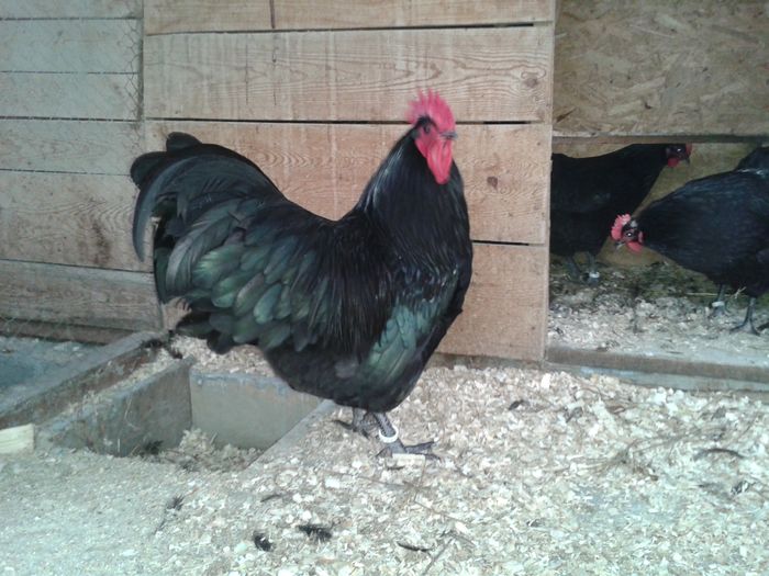 20151118_084000 - Australorp Negru