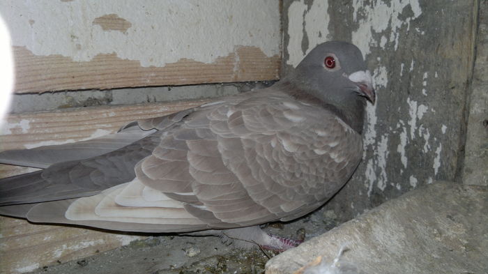 2015-11-16-139 - My pigeons