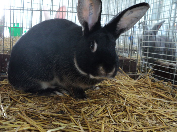 DSC01641 - europaschau Metz 2015