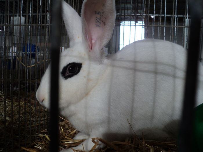 DSC01642 - europaschau Metz 2015