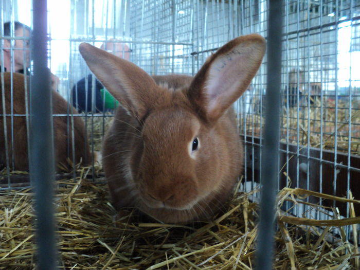 DSC01643 - europaschau Metz 2015