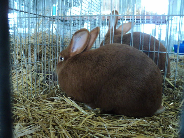 DSC01644 - europaschau Metz 2015