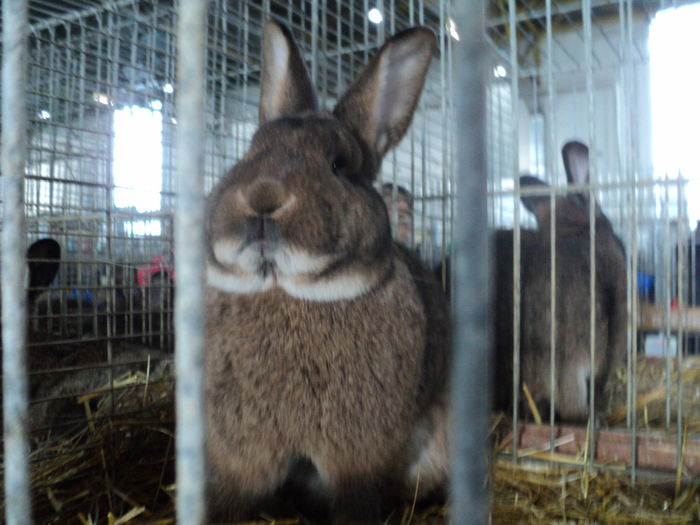 DSC01645 - europaschau Metz 2015