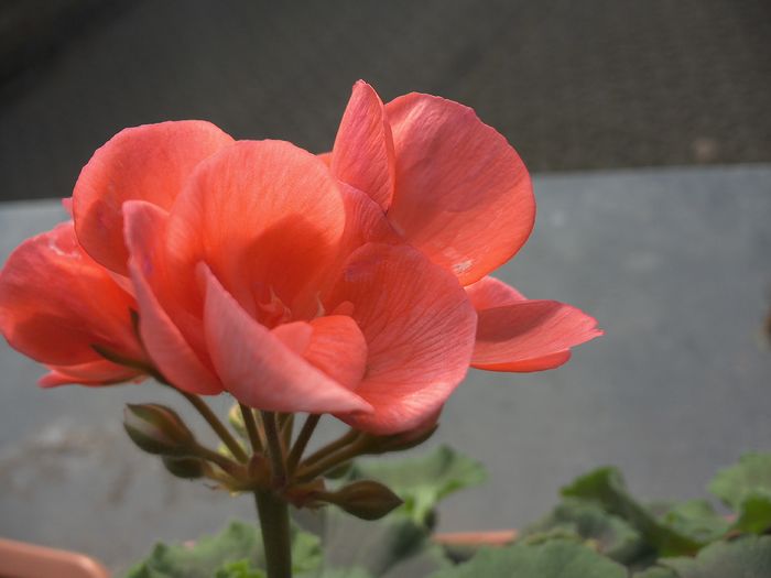 WIN_20151118_110814 - diverse_floricele