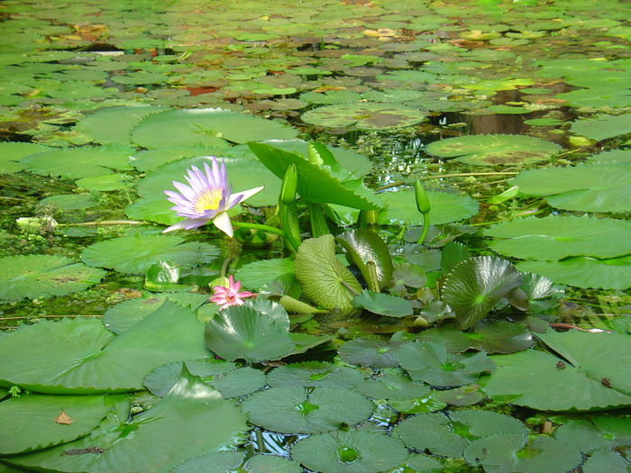 DSC01756 - Gradina Botanica 2007-2013