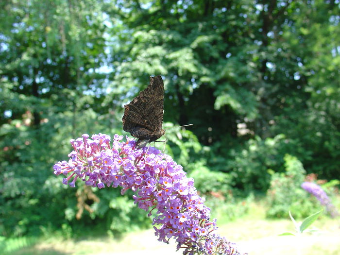 DSC02449 - Gradina Botanica 2007-2013