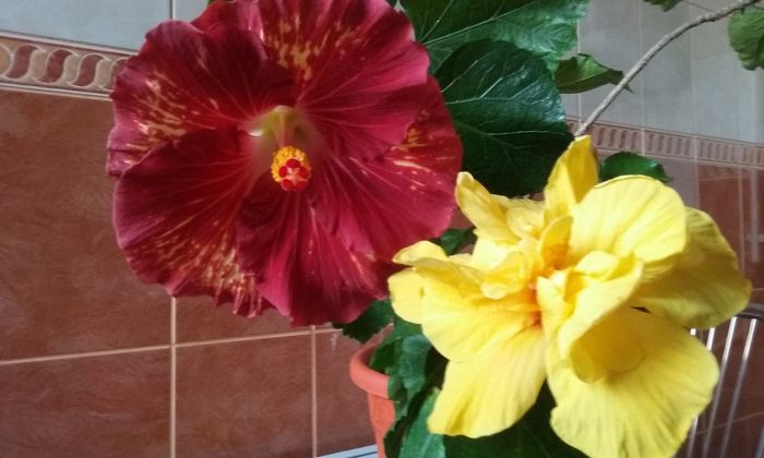 Molten Lava & Valencia