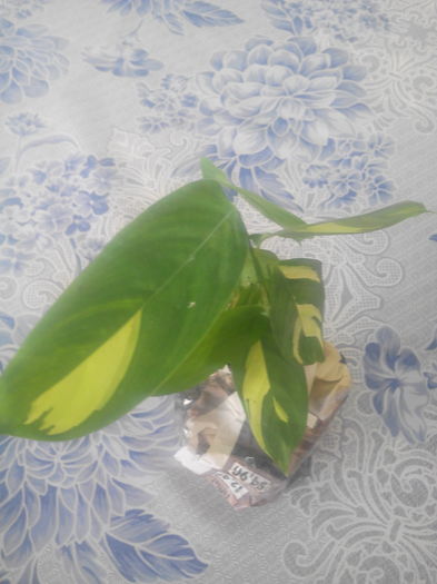 CALATHEA oppenheimiana - Pachet de la Dianadia 18-11-2015