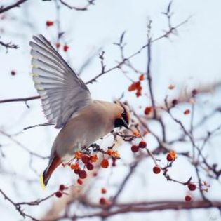 58302_c21c0e1a28428165814f1e64c3785749_mdsq - BIRDS