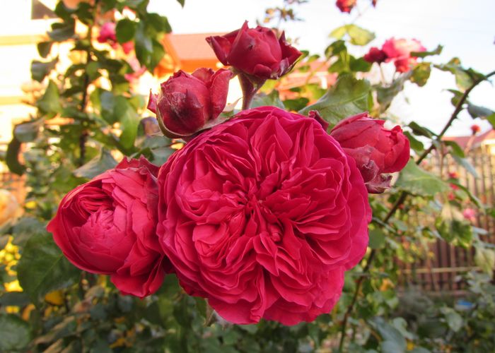 Red Leonardo da Vinci - 2015 trandafiri _VII