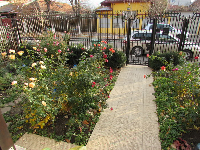17 noiembrie - 2015 plantele mele - III