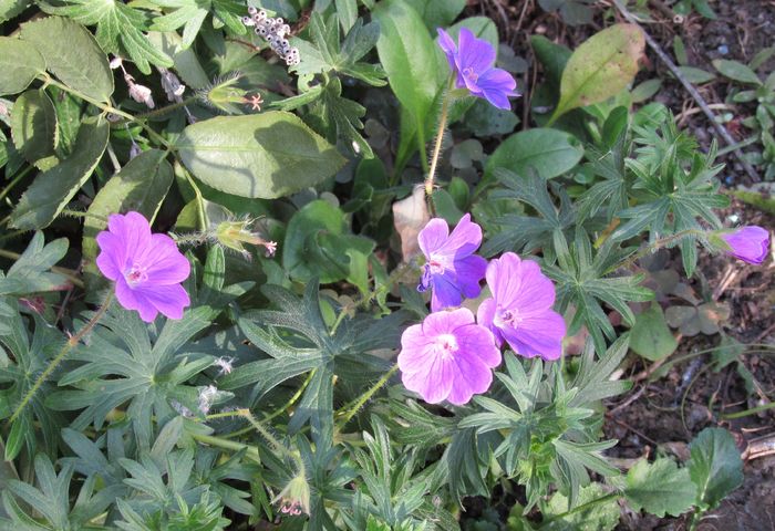 18 noiembrie - 2015 plantele mele - III