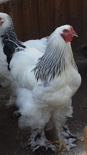 20151118_153649 - tineret 2015