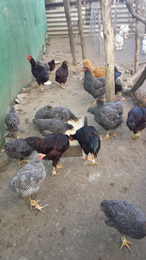 20151118_153306 - tineret 2015