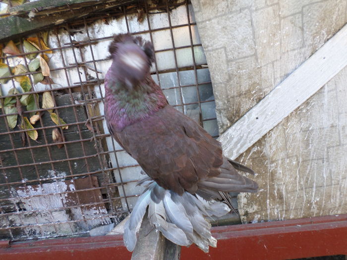 fem.2015  tobosar german