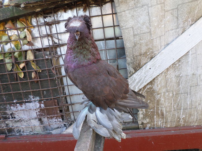 mas tobosar german 2015