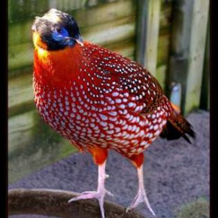 58382_171b2480802ed9541d4873a5d7853cc2_mdsq - BIRDS