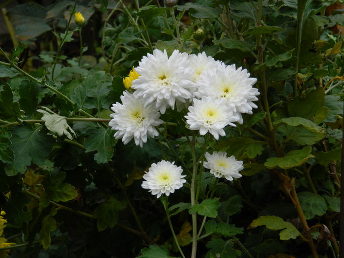 DSCN4021 - 2015_NOIEMBRIE