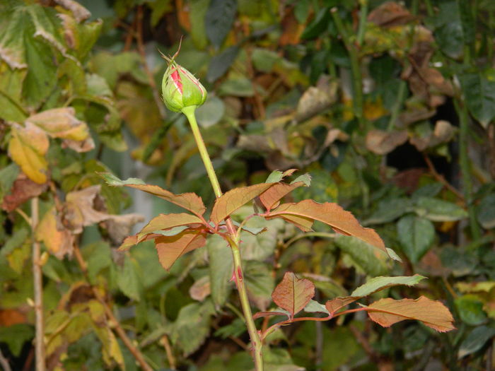 DSCN4029
