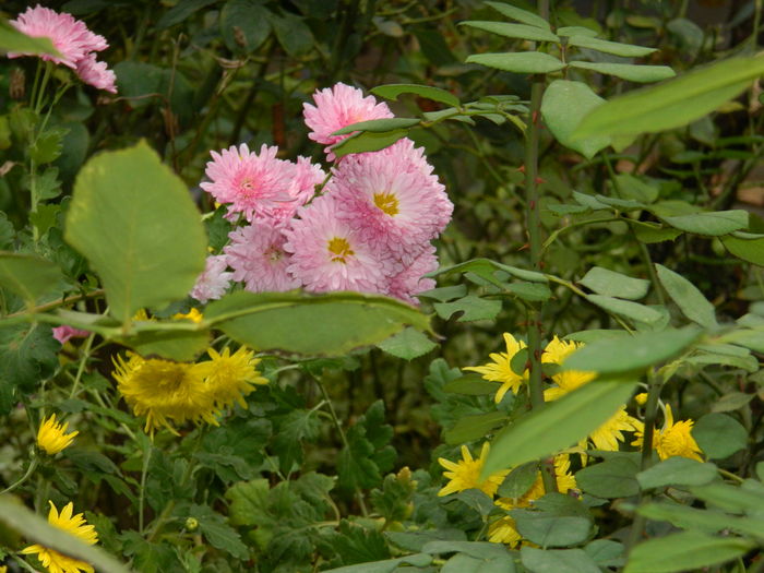 DSCN4030 - 2015_NOIEMBRIE