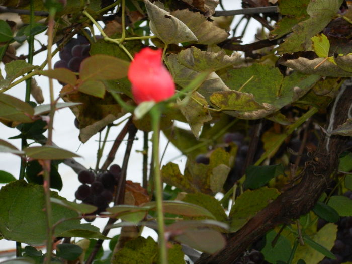 DSCN4033