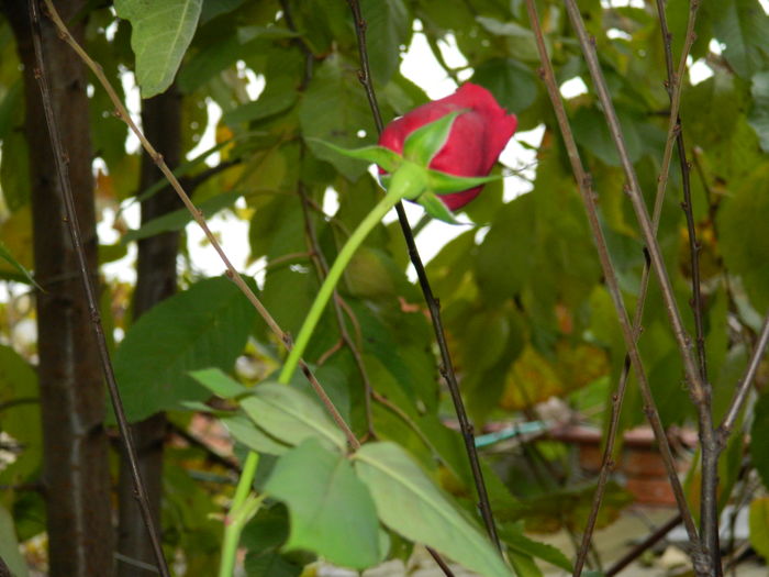 DSCN4039