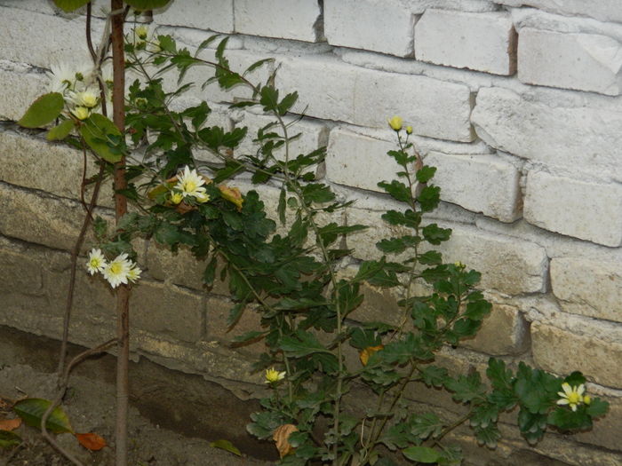 DSCN4064