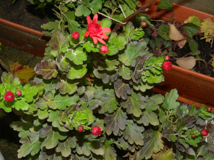 DSCN4087 - 2015_NOIEMBRIE