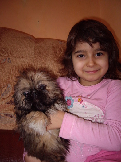 shih-tzu; fetita 2 luni
