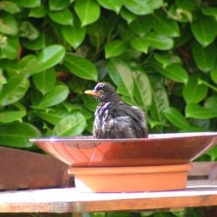 58833_9515524deef7dc18d545b292ba207080_mdsq - BIRDS