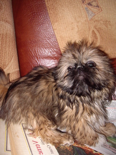 shih-tzu; fettia 2 luni
