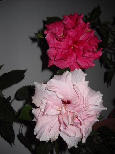 Classik pink_Classic Rosa - HIBISCUS-2015