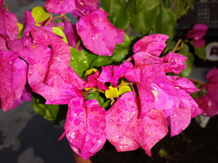  - Bougainvillea - 2015