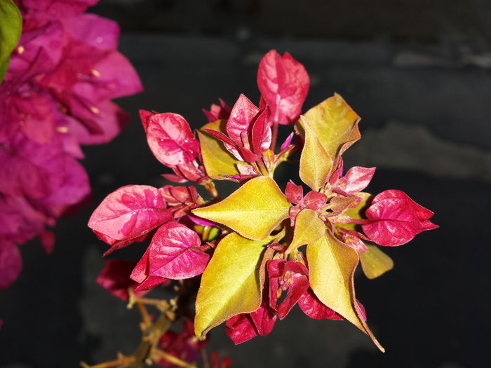  - Bougainvillea - 2015