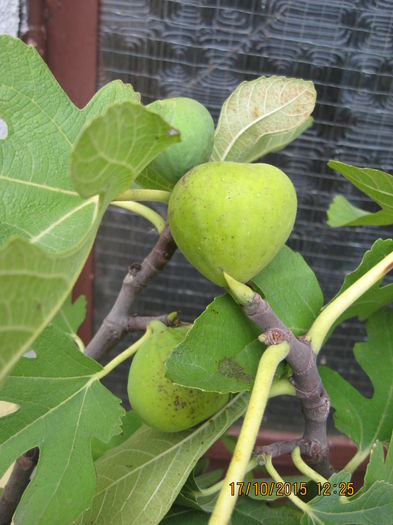 Picture 4925 - Smochinii 2014 - 2019